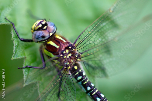 A dragonfly (Cordulia aenea)