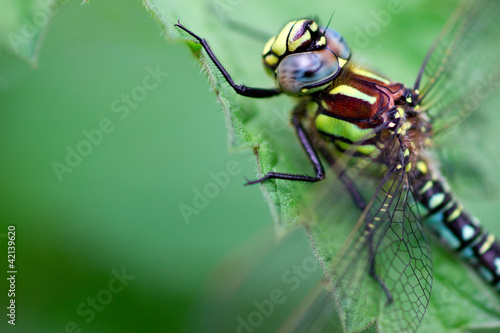 A dragonfly (Aeshna viridis) © corlaffra