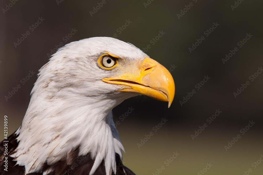 Portrait of an American bald eagle Portrait of an American bald eagle