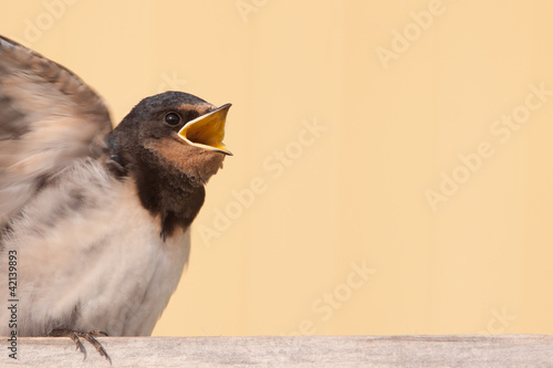 Young swallow begging for food