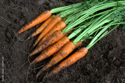 New harvest fresh organic carrots on soil