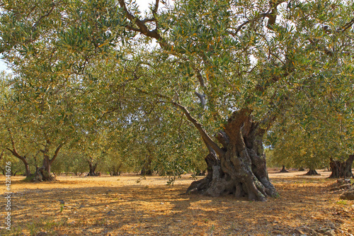 Valokuvatapetti Oliviers centenaires