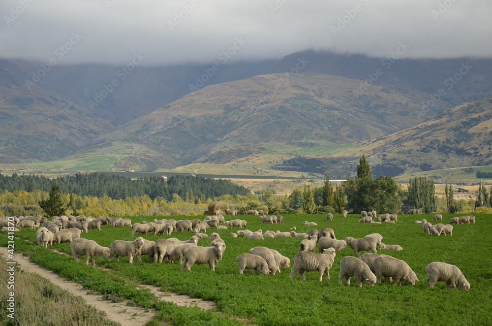Fototapeta premium mouton in new zealand