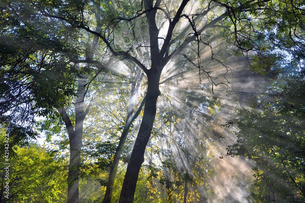 Obraz premium Sun Rays Penetrate Dense Forest Fog