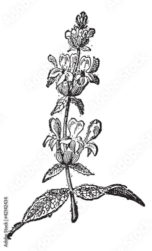 Lavender or Lavandula sp., vintage engraving
