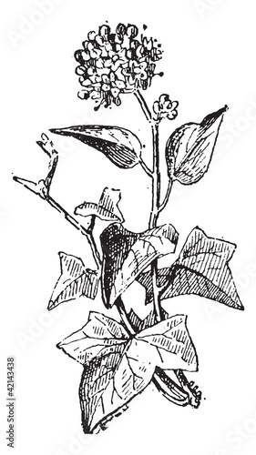 Ivy or Hedera sp., vintage engraving