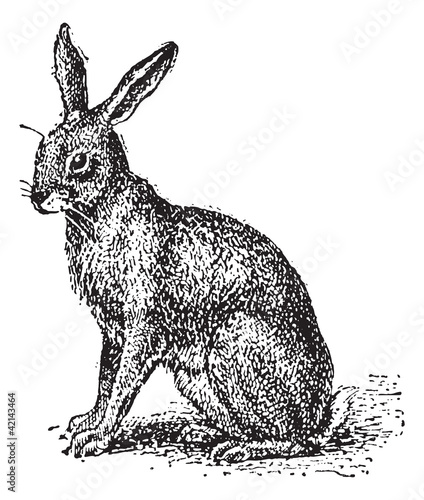 Hare or Lepus sp., vintage engraving