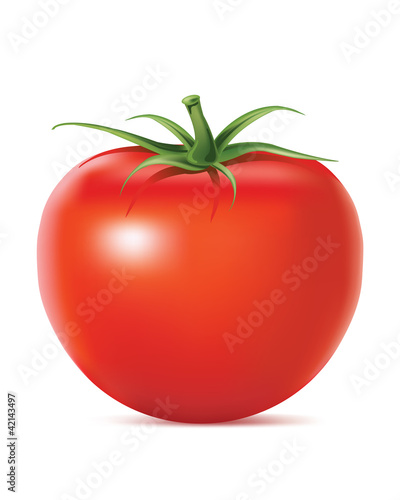 Vector illustration. Tomatoes.