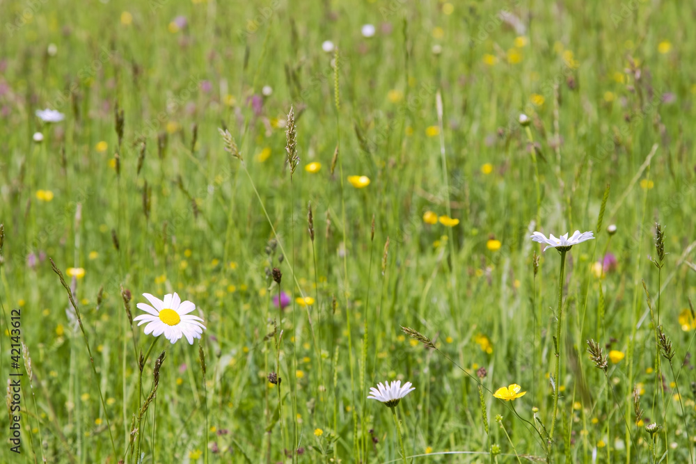 Flowers and grass in summer meadow