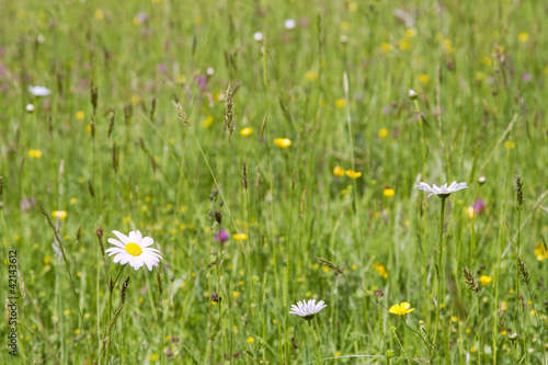 Flowers and grass in summer meadow