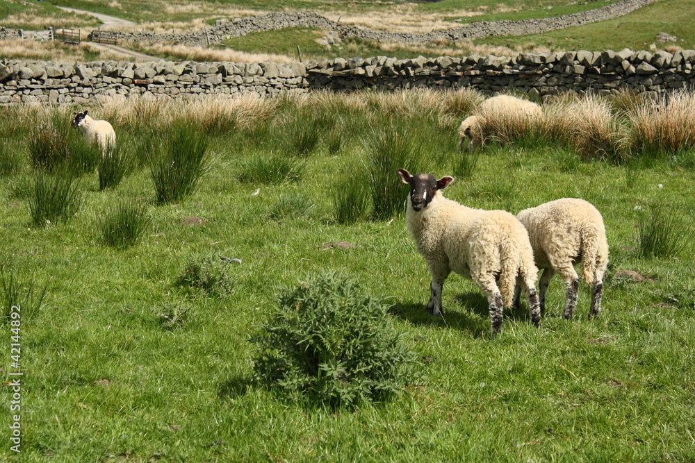 Obraz premium grazing lambs