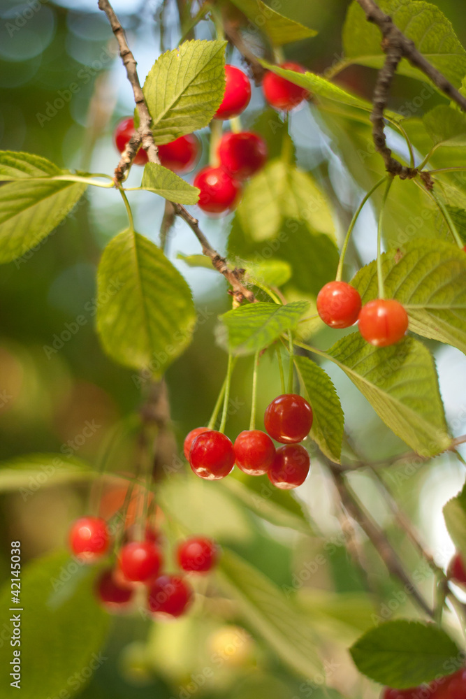 Cherry on tree