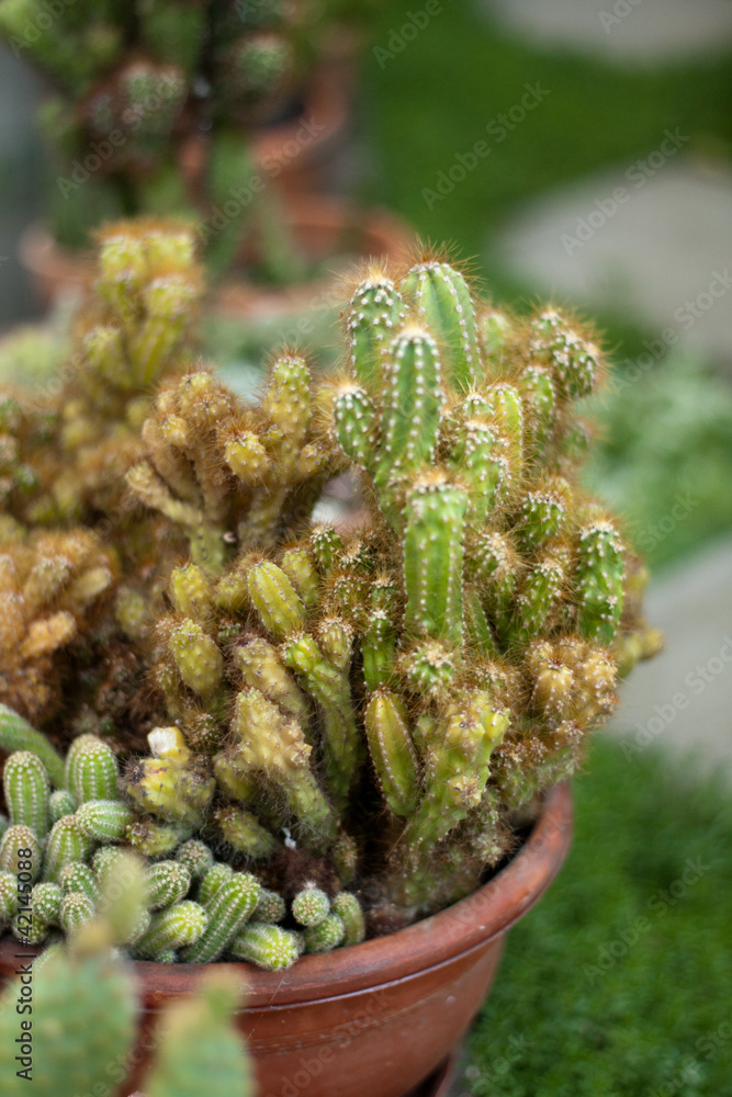 Cactus Cactus