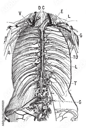 Lymphatic System, vintage engraving