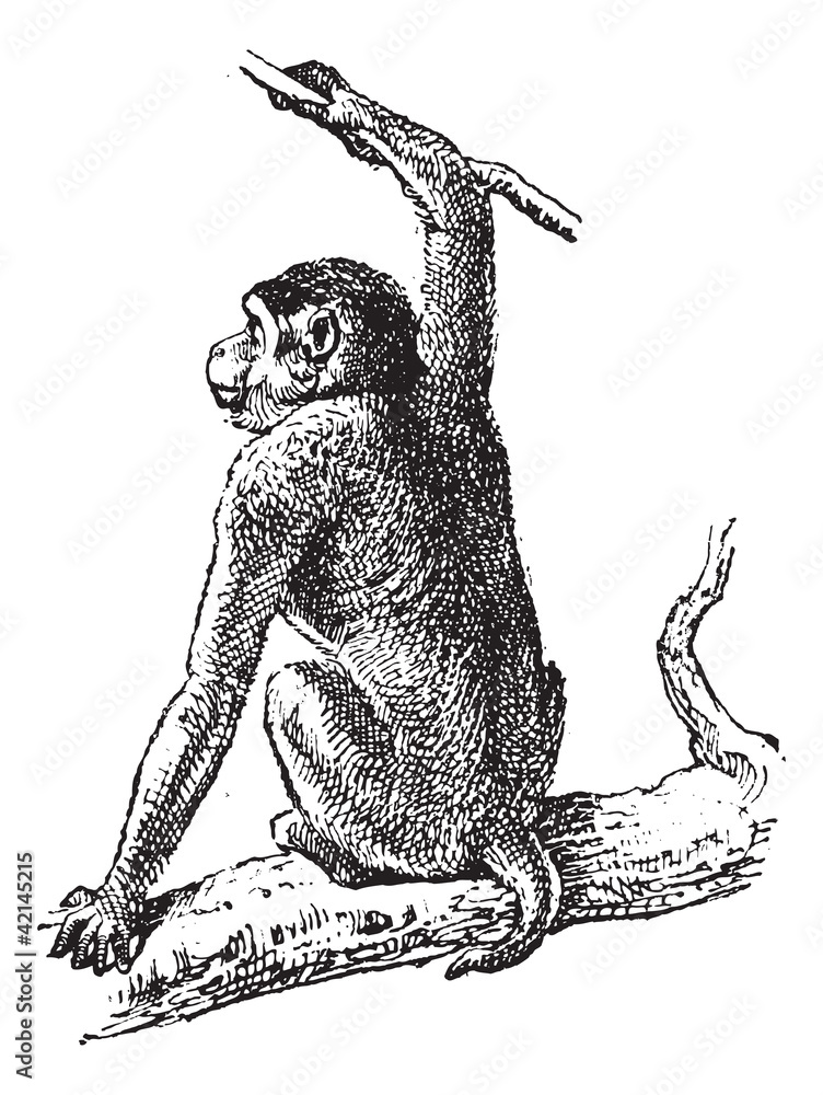 Naklejka premium Macaque or Macaca sp., vintage engraving