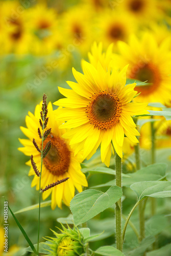 Salem Sunflowers