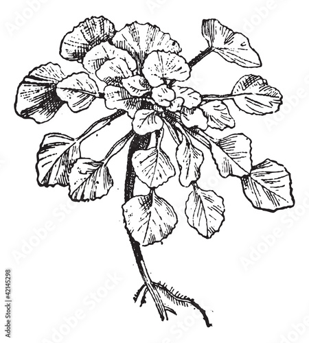 Water Chestnut or Trapa natans, vintage engraving
