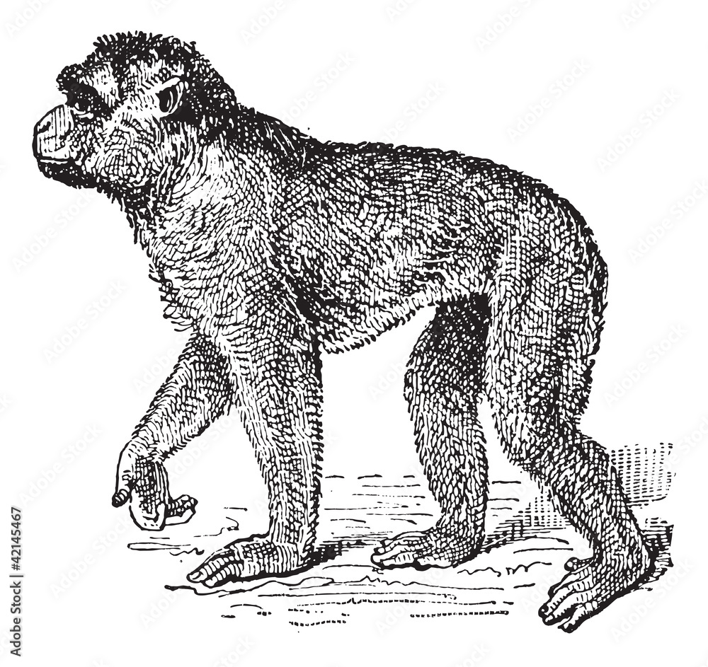 Fototapeta premium Barbary Macaque or Macaca sylvanus, vintage engraving