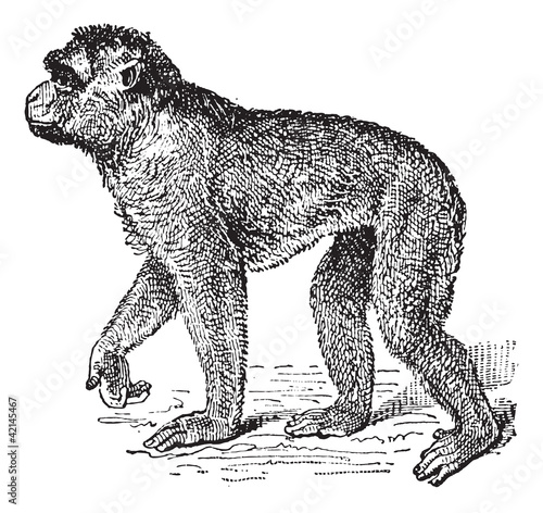 Barbary Macaque or Macaca sylvanus, vintage engraving