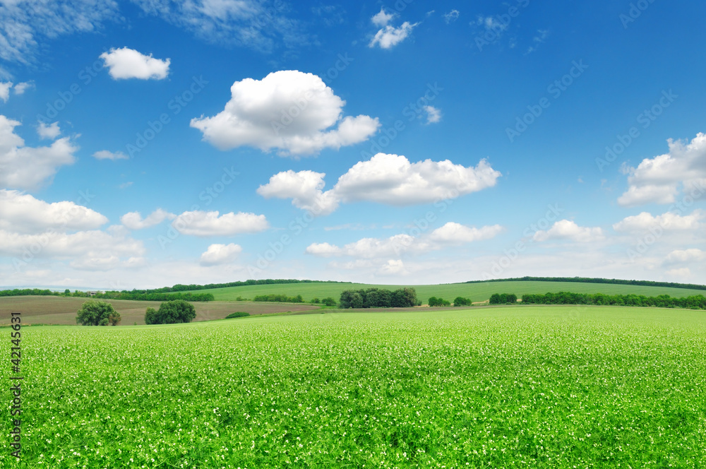 Flowering field pea