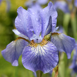 Japanese blue iris after the rain
