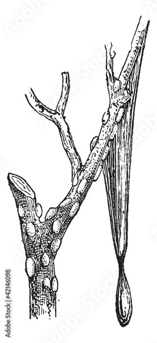 Tamarisk or Tamarix gallica, vintage engraving