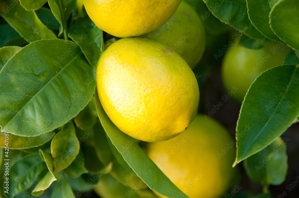 Lemon Tree with ripe fruit