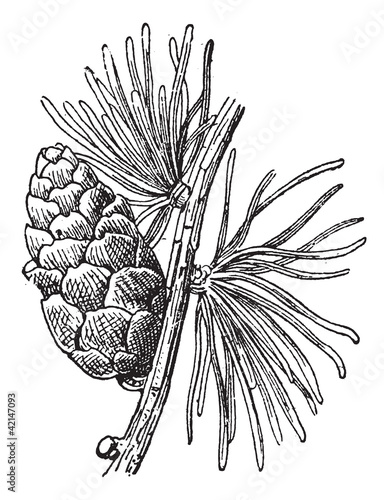 Tamarack Larch or Larix laricina, vintage engraving