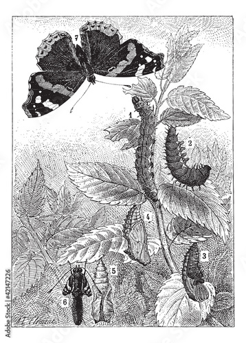 Red Admiral or Vanessa atalanta, vintage engraving