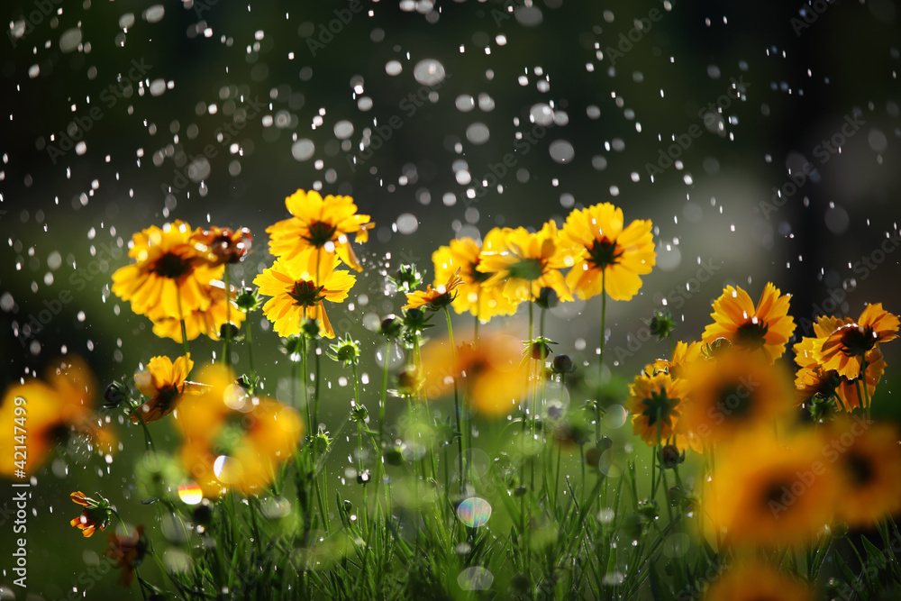 Daisy flower with rain drops - obrazy, fototapety, plakaty 