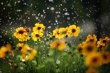 Daisy flower with rain drops