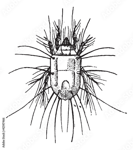 Cheese Mite or Tyrophagus casei, vintage engraving