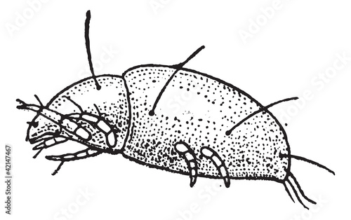Varroa destructor, vintage engraving