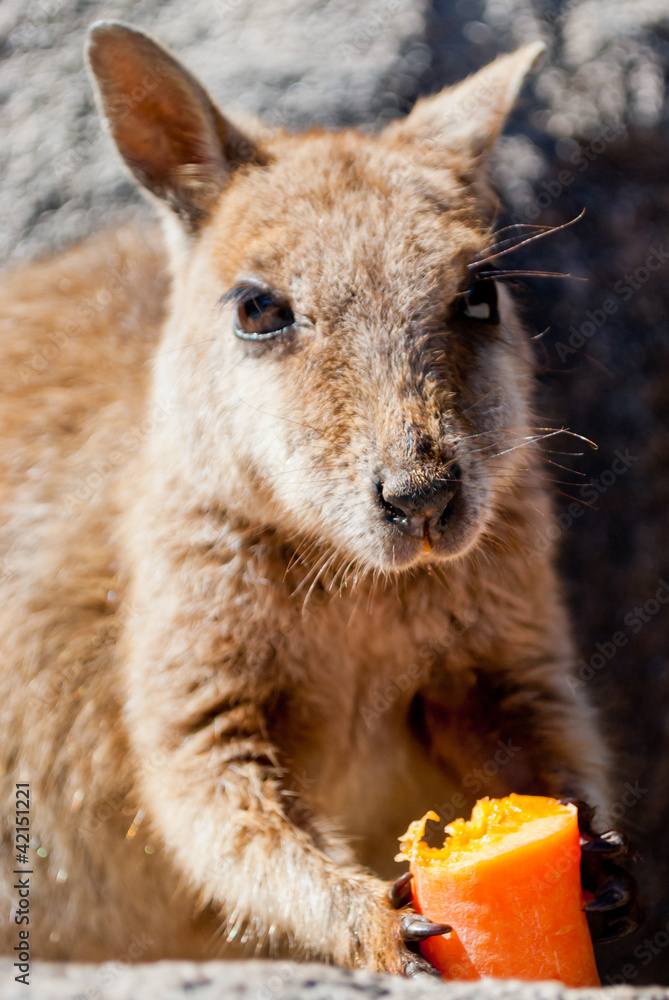 Rock wallaby eating a carrot, Magnetic Island, Australia Rock wallaby eating a carrot, Magnetic Island, Australia