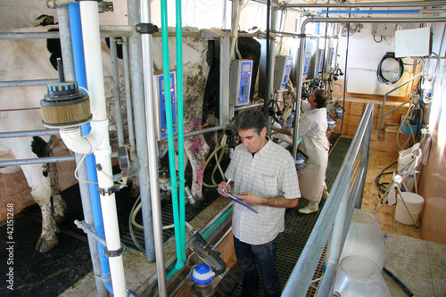 Farmers milking cows on dairy farm