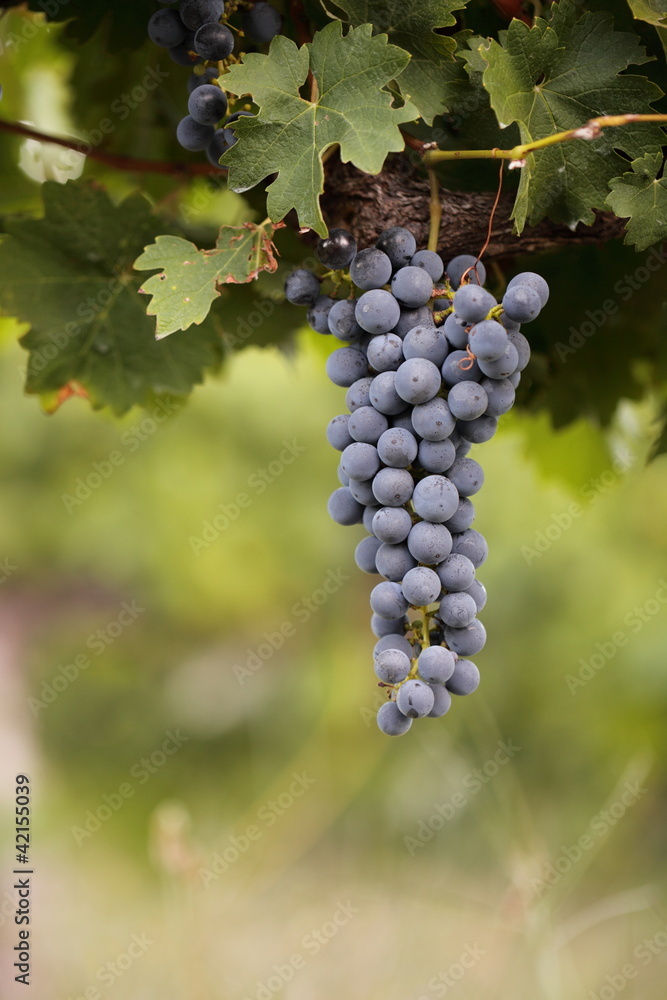 Fototapeta premium Bunch of black grapes on vine