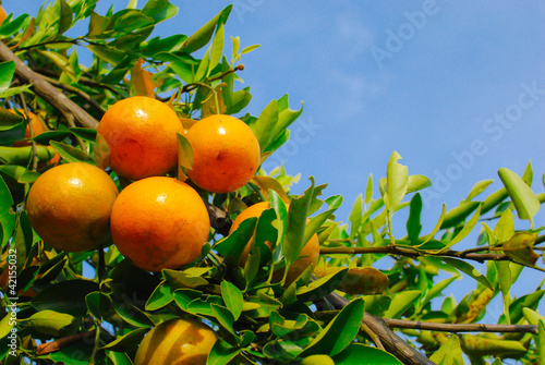 Ripe oranges are hanging under the trees