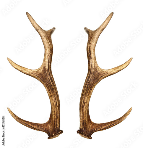 Two deer horns isolated