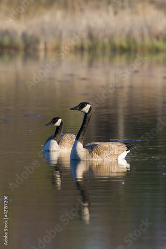 Pair of Canada Geese photo