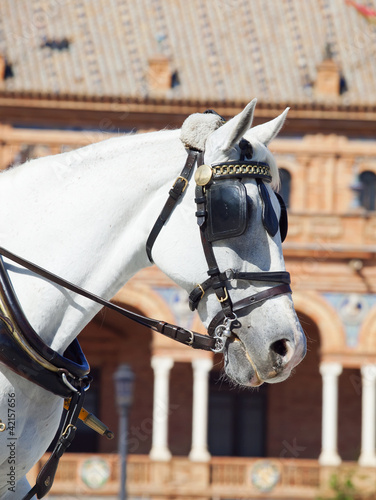 portrait of carriage white horse in Seville (Plaza de Espana),
