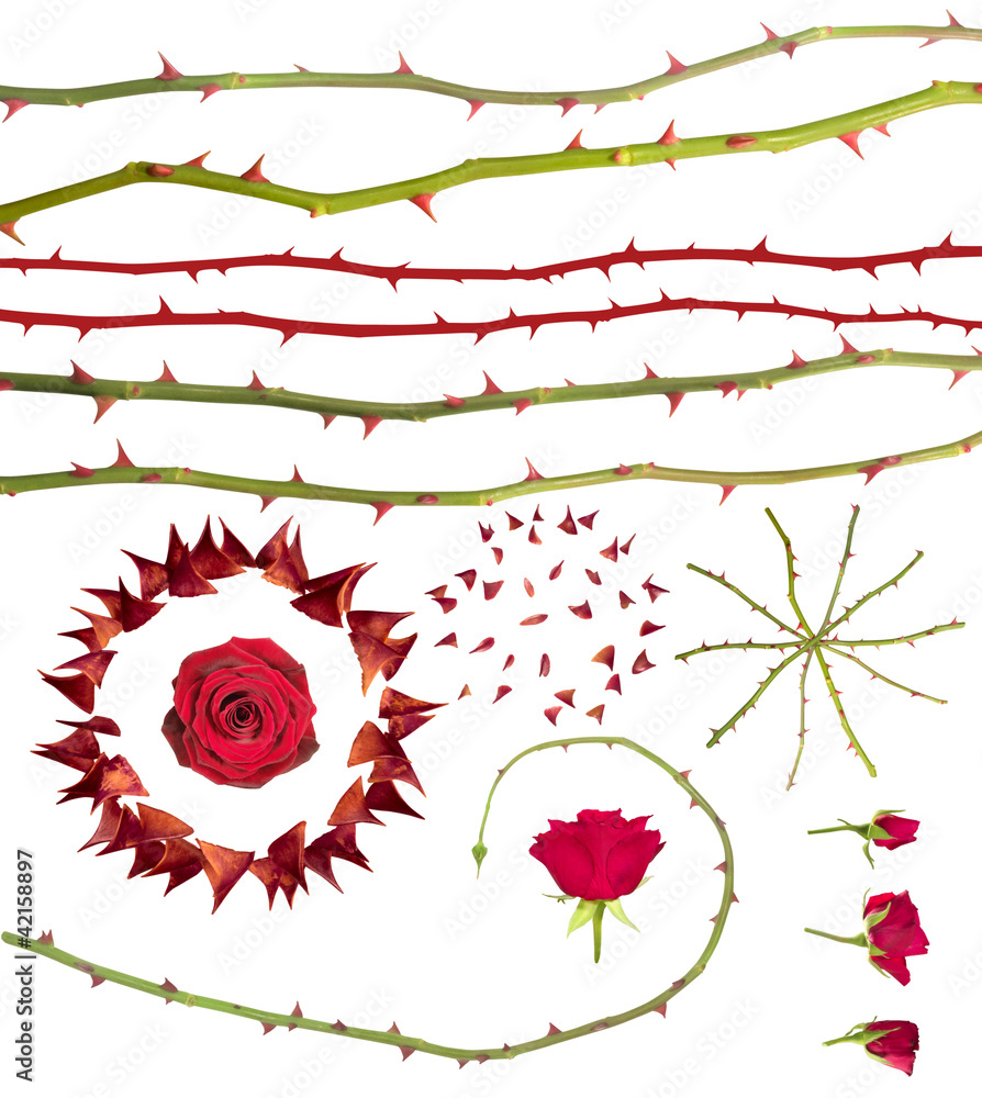 Fototapeta premium Rose thorns collection