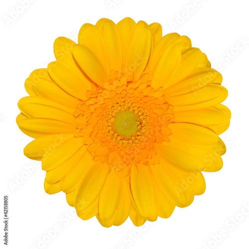 Yellow Gerbera Daisy Flower Isolated on White