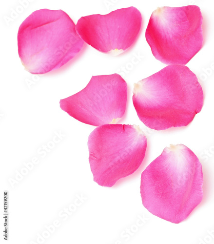 Rose Petals Border