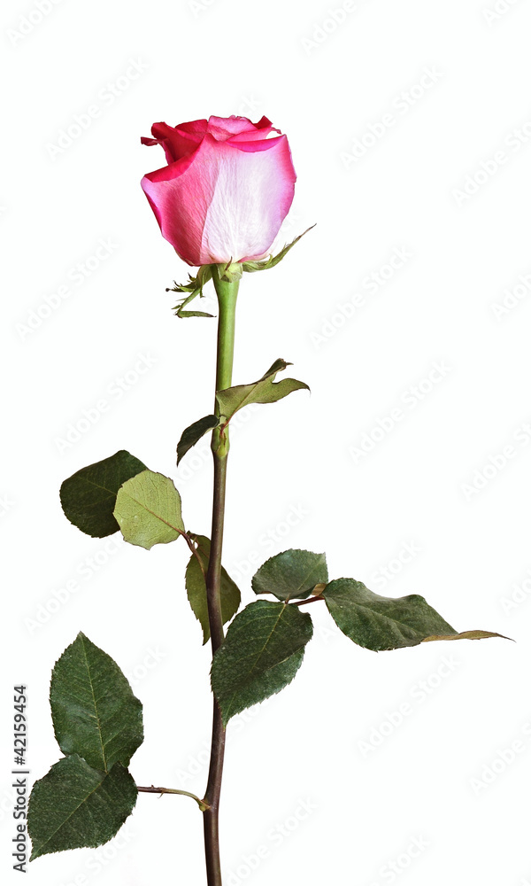 pink rose on a long stalk. on a white background