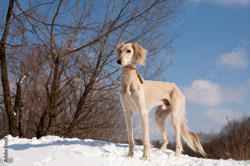 Standing saluki
