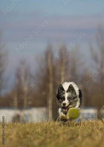 dog chases the ball