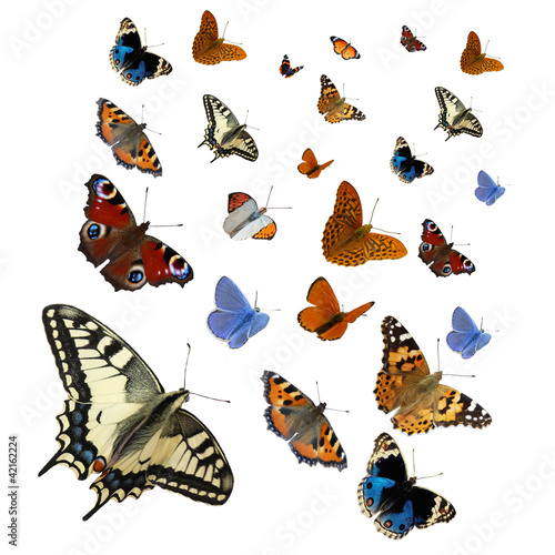 Davonfliegende Schmetterlinge isoliert