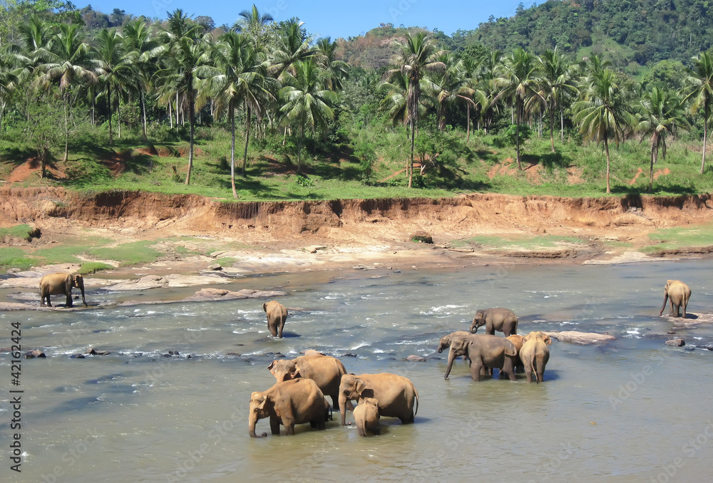 Indian elephant on Sri lanka. National Park - Yala. Indian elephant on Sri lanka. National Park - Yala.