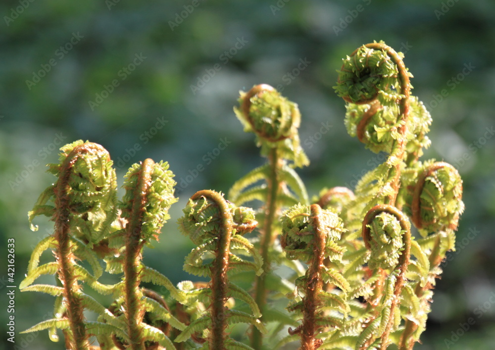 群生する雄羊歯dryopteris Crassirhizoma Stock Photo Adobe Stock