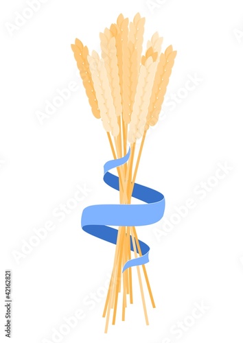 ears of corn